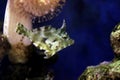 Bristle tail filefish - Acreichthys tomentosus Royalty Free Stock Photo