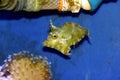 Bristle tail filefish - Acreichthys tomentosus Royalty Free Stock Photo