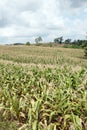 Acres of corn.