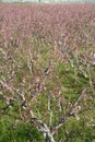 Acres planted cherry blossoms .