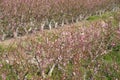 Acres planted cherry blossoms .