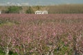 Acres planted cherry blossoms .