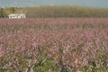 Acres planted cherry blossoms .