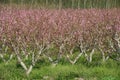 Acres planted cherry blossoms .