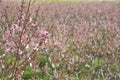 Acres planted cherry blossoms .