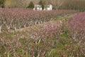 Acres planted cherry blossoms .