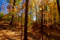 Acres of thick golden leaves on the forest floor in fall, Central Canada, ON, Canada