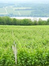 Acres of vineyard grapevines on Seneca Lake in NYS Royalty Free Stock Photo