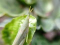 Acrida cinerea, the Chinese grasshopper, long-headed grasshopper, and Oriental long grasshopper