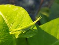 Chinese grasshopper is sitting in a leaf