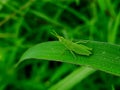 Chinese grasshopper is sitting in a leaf