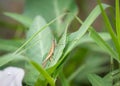 Acrida Locust. .The big green female and the small brown male were breeding in the desert grass