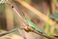 Acrida Locust. .Green grasshopper Hiding in a tree against a blurred background