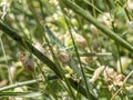 Acrida ungarica grasshopper among the grasses.