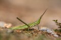 Acrida ungarica grasshopper Royalty Free Stock Photo