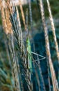 Acrida ungarica, a large green grasshopper sits on a plant