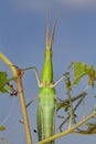 Acrida ungarica Slunt Faced Grasshopper Royalty Free Stock Photo