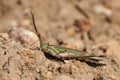 Acrida ungarica - species of grasshopper found in southern and central Europe. Known as the cone-headed grasshopper, nosed grassho