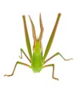 Green cone-headed grasshopper isolated on white background, Acrida ungarica