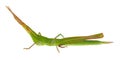 Green cone-headed grasshopper isolated on white background, Acrida ungarica