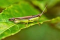 The Acrididae, or short-horned grasshoppers