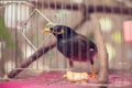 Acridotheres maina bird in the cage outdoor