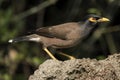 Acridotheres tristis