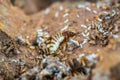 Acro Shot of the queen termite and termites in a hole. Termite queens have the longest lifespan of any insect in the world, s Royalty Free Stock Photo