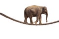 Acrobat Elephant Walking On Rope