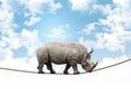 Acrobat rhino Royalty Free Stock Photo