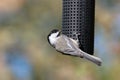 Acrobatic Chickadee