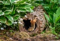 Acrobatic chipmunk in a hollow log Royalty Free Stock Photo