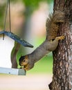 Gray squirrel robbing a bird feeder Royalty Free Stock Photo