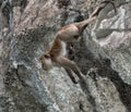 Acrobatic long tailed monkey
