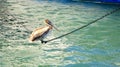 Acrobatic Pelican, West Palm Beach, Florida, USA Royalty Free Stock Photo