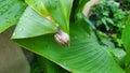 Acrobatic play of a small snail On the green leaves.