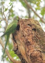 Acrobatic rose ringed parakeet psittacula krameri in indian forest Royalty Free Stock Photo