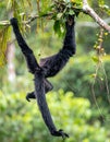 Acrobatic Spider Monkey in the Jungle Canopy Royalty Free Stock Photo
