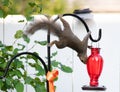 Acrobatic squirrel hanging upside down on the humming bird feeder. Royalty Free Stock Photo