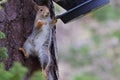 Acrobatic squirrel stealing bird food Royalty Free Stock Photo