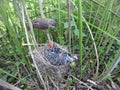 Acrocephalus palustris. The nest of the Marsh Warbler in nature.