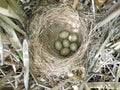 Acrocephalus schoenobaenus. The nest of the Sedge Warbler in nat Royalty Free Stock Photo