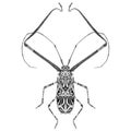 Acrocinus Longimanus beetle illustration vector Royalty Free Stock Photo
