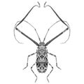 Acrocinus Longimanus beetle illustration vector Royalty Free Stock Photo