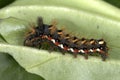 Acronicta rumicis, knot grass Royalty Free Stock Photo