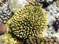 Acropora aculeus: Coral of Red Sea Royalty Free Stock Photo