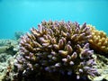 Acropora Clathrata