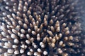 Acropora Coral Royalty Free Stock Photo