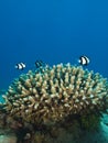 Acropora Coral Royalty Free Stock Photo