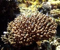 Acropora coral Royalty Free Stock Photo